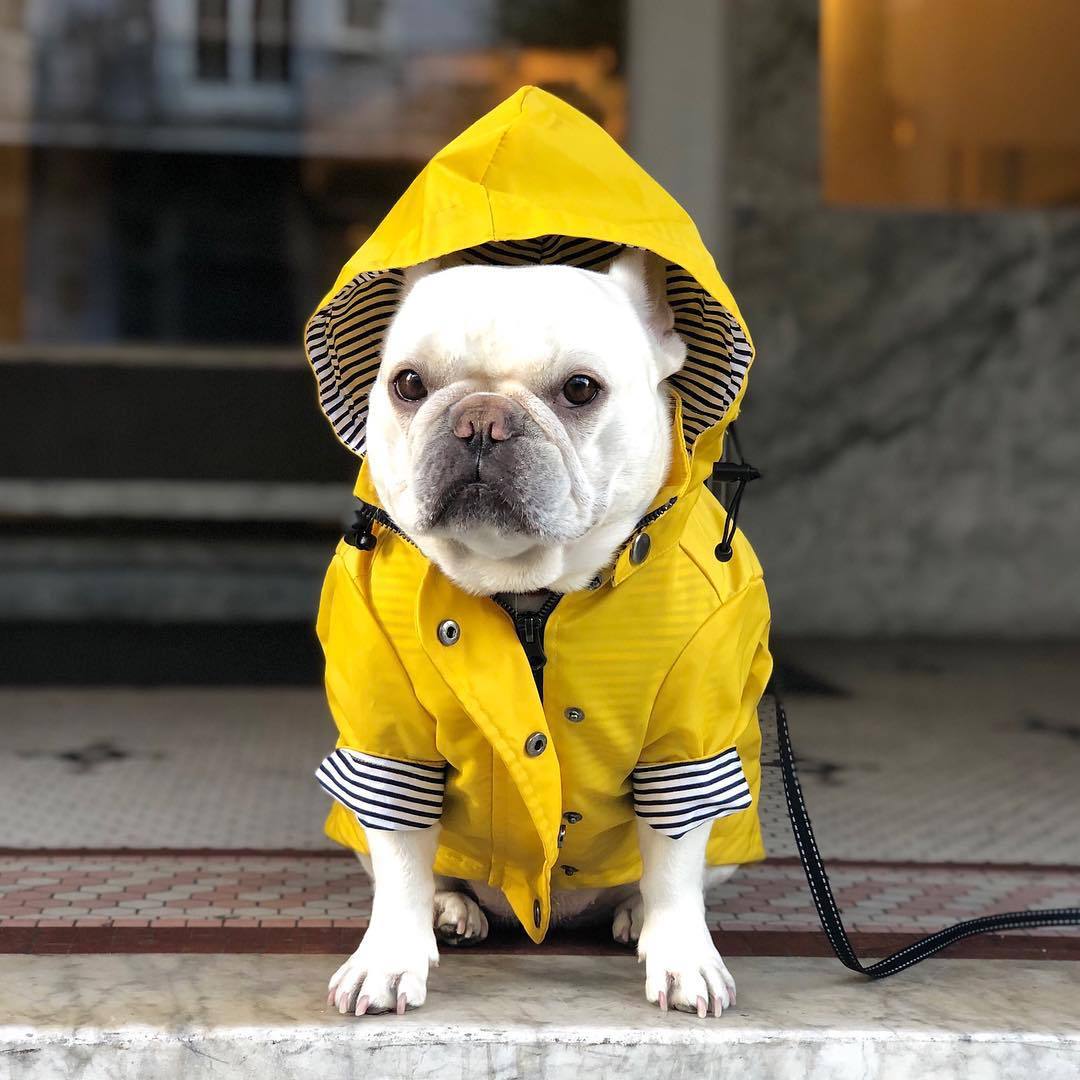 WarmShield™ Winter Dog Coat