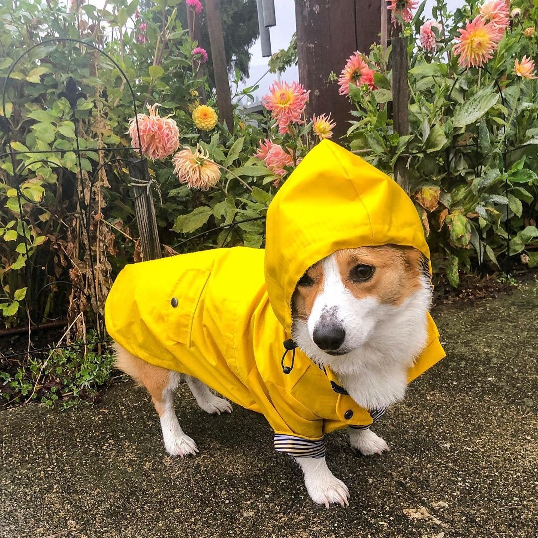 WarmShield™ Winter Dog Coat