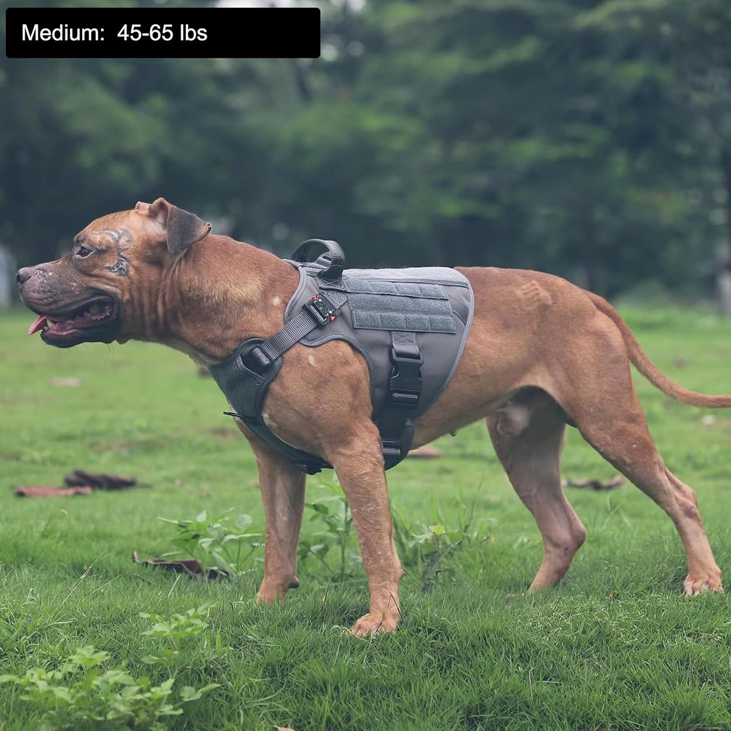 Medium Tactical Dog Harness with Dual Metal Buckles, MOLLE Vest Design, No-Pull Front Leash Clip, and Hook and Loop Panel - Grey (Size M, Pack of 1)